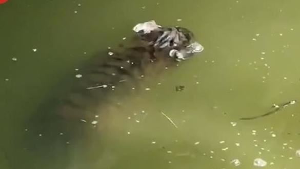 小老虎被遊客嚇到溺斃！動物園20天才撈屍