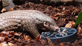 布拉格動物園台灣穿山甲享用食物台北市立動物園借殖布拉格動物園的穿山甲「潤喉糖」15日在享受食物。中央社記者林育立布拉格攝  111年5月16日