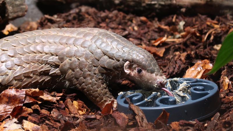 赴布拉格動物園2年　台灣穿山甲生下2女寶