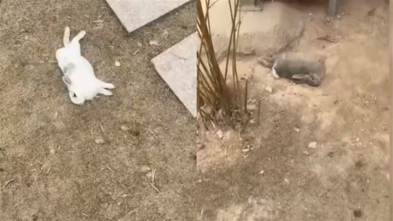 台灣|中國動物園兔子大量死亡！園方心痛揪原因：遊客偷帶爛菜餵食 | 兩岸 | 三立新聞網  SETN.COM