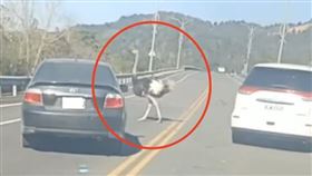 宜蘭清水橋 鴕鳥 狂奔 追車