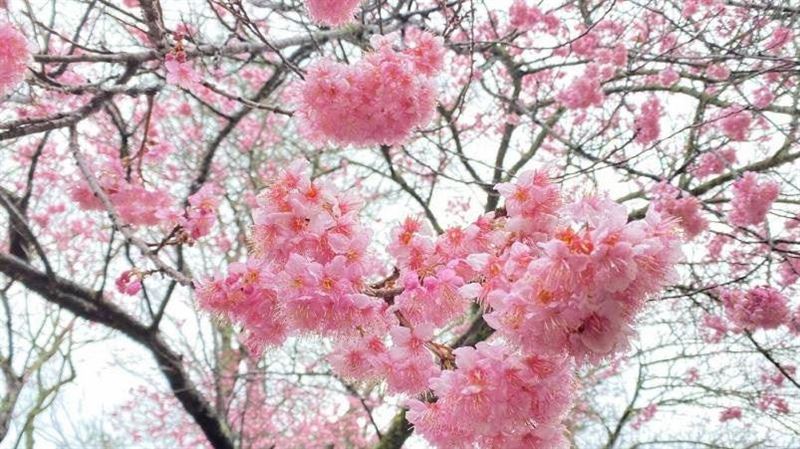 立春六大禁忌　4生肖恐得腸胃炎