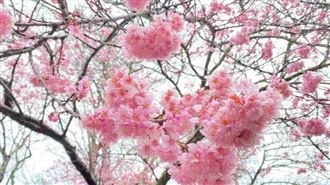 立春六大禁忌　4生肖恐得腸胃炎