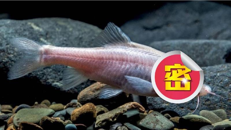 中國發現新物種　「獨角盲魚」現蹤貴州