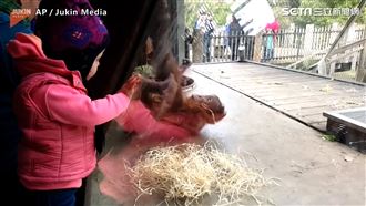 猩猩秀霹靂舞　狂背轉網大讚