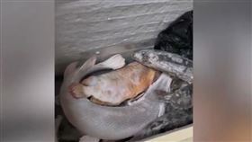他用7個冰櫃「養魚」！打開全是硬梆梆魚屍　他曝值上百萬：捨不得丟▲（圖／翻攝自星視頻微博）

