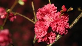 樂活夜櫻季。（圖／北市工務局提供）