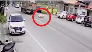 台9線真「降肉」了！警幫找回豬隊友