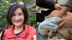 女星恬娃15歲愛犬1月初心臟衰竭病逝。（圖／記者游定剛拍攝、恬娃提供）