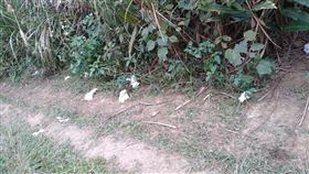 原PO表示，虎頭山路上的隱蔽處滿地衛生紙。（圖／翻攝自《爆廢公社》）