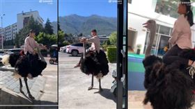 ▲雲南少女直接騎鴕鳥上課。（圖／翻攝自微博）