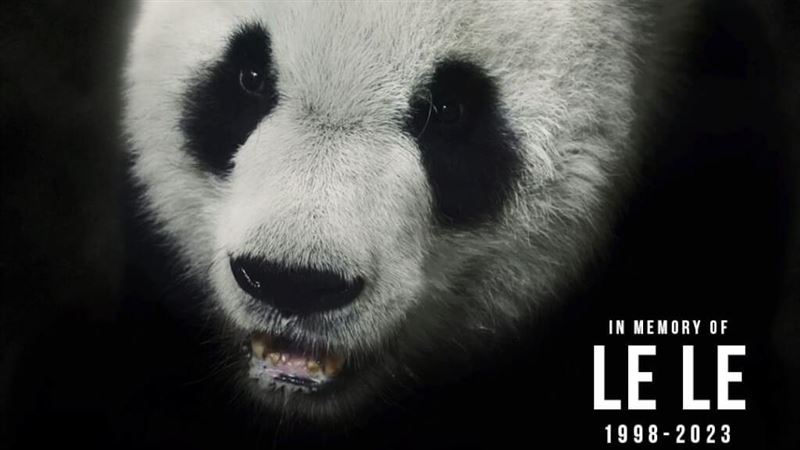 好敏感！在美大貓熊樂樂死了　中國關切