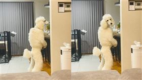 標準貴賓犬 圖/翻攝自推特