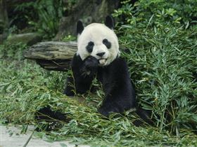 圖／動物園提供，圓圓,圓仔,圓寶