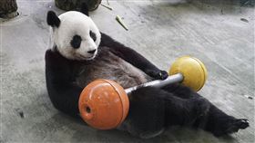 圖／動物園提供，圓圓,圓仔,圓寶