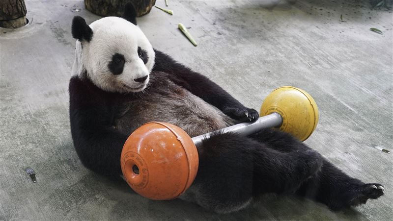 動物園教3招！秒認出圓圓、圓仔、圓寶