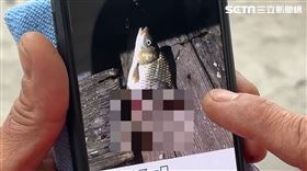 日月潭，魚虎，攔路虎，魚屍，截斷，聰明狡猾(圖／莊天賜提供)