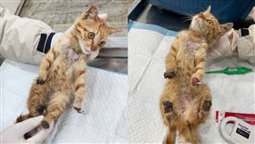 新北市,新莊,動保處,小貓,動物保護法,情侶