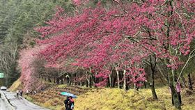 假冒導覽志工，發放免費通行證，武陵農場澄清，櫻花季 (圖／翻攝自武陵農場臉書)