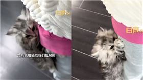 寵物店老闆以貓抵債
翻攝自白鹿視頻