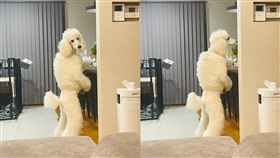 狗頭人（圖／翻攝自推特@Bell__stanp）
