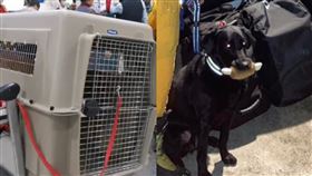 ▲桃園搜救犬隊透露，搜救犬咬雞腿「是為了增加安全感」。（圖／翻攝自Tyfd-K9桃園搜救犬隊臉書）