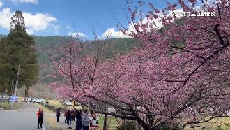 武陵賞櫻！通行證「一日一樣式」防偽