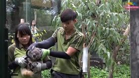 一向給人溫馴慵懶形象的無尾熊也會暴走！台北市立動物園有無尾熊「Q仔」，因不想回籠突然生氣，變身成「功夫無尾熊」攻擊保育員。「Q仔」最後被制伏後，保育員趕緊拿尤加利葉給它，成功化解了這場「Q仔」的逆襲！。（圖／翻攝自YouTube《臺北市立動物園》）