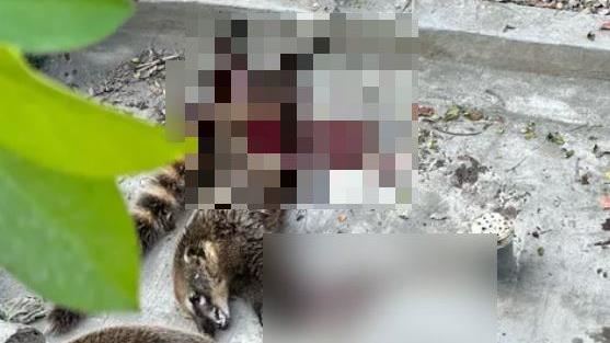 民眾驚見浣熊自相殘殺　壽山動物園回應了