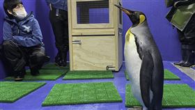 北市動物園國王企鵝嘟胖赴桃園Xpark借殖台北市立動物園國王企鵝族群年齡層偏大，因此派最年輕的雌性個體「嘟胖」赴桃園Xpark借殖。（Xpark提供）中央社記者陳昱婷傳真  112年2月8日