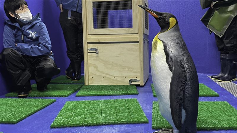 北市動物園國王企鵝老化　年輕個體借殖