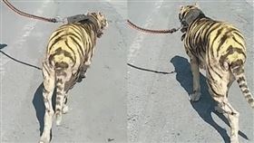 （圖／翻攝自新浪網）