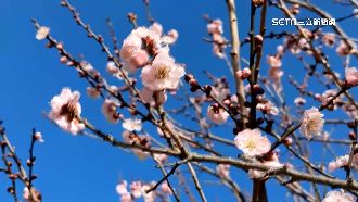 福壽山梅櫻齊放　遊客看「梅花」糗喊櫻花