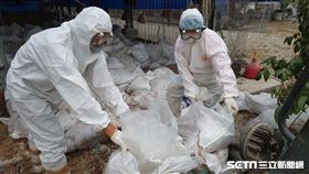 台南,禽流感,疫情,古早雞,撲殺,異常死亡,焚化爐