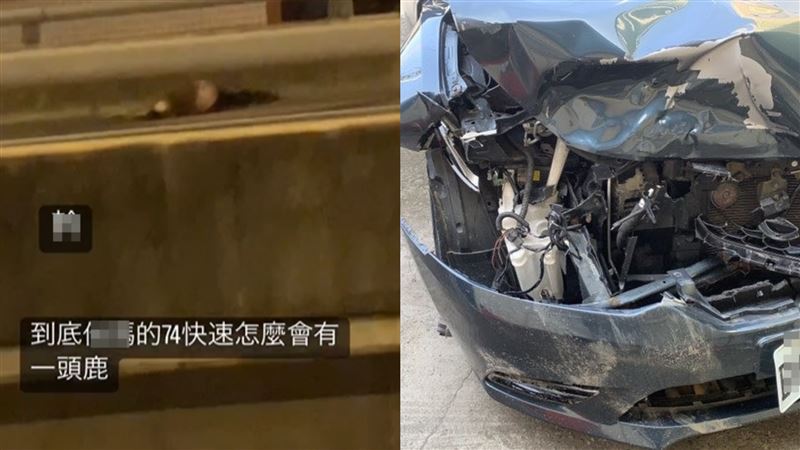 台74甲內側道冒水鹿　他硬生撞上車全毀
