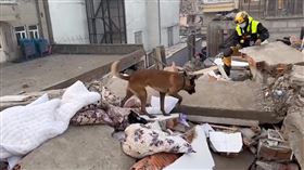 「這邊有反應」！台灣搜救犬衝土耳其　廢墟傳出1聲犬吠燃起全隊希望。（圖／翻攝自臺北市搜救隊臉書）