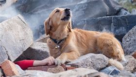  搜救犬「緊靠遭活埋的手」令人鼻酸！真相曝光卻傻眼：不在土耳其（圖／翻攝自Newschecker）