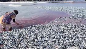 日本新瀉大量沙丁魚（圖／翻攝自@kyokyomar Twitter）