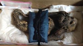 日本岡山縣圓珠院的人魚木乃伊真面目曝光。（圖／翻攝自倉敷藝術科學大學）