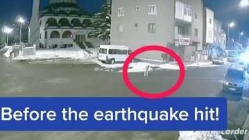 預知強震！流浪狗「吹狗螺」淒厲警告快逃