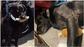 搜救犬Emma（圖／翻攝自Tyfd-K9桃園搜救犬隊）