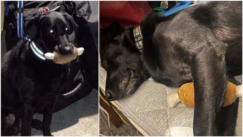 搜救犬咬雞腿玩具挨轟　粉專1句嗆爆酸民