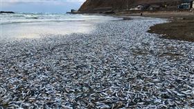 80年沒見過！大量沙丁魚沖上沙灘，新瀉縣，綿延200公尺海岸線，憂心重大災難預兆（圖／翻攝自shimitchan推特）