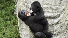 圖／動物園提供,猩猩