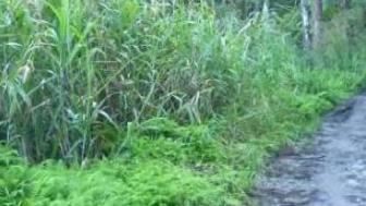 胡男見鄰居9歲男童獨自在門外嬉戲,竟萌生歹念,將孩子誘騙並強拉至附近的空地草叢深處性侵得逞。(示意圖/資料照)