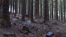 雜草、草叢 PIXABAY