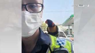 吸蜜鸚鵡迷路　站交警肩上「報警」不肯走