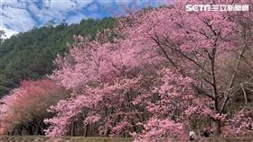 武陵農場櫻花季。櫻王。（圖／武陵農場提供）