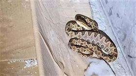 端午節前夕  捕蛇案件暴增（1）端午節前夕氣溫漸高，也讓捕蛇案件暴增。新北市動保處表示，在野外最好的防蛇作為就是打草驚蛇，至於住家應勤打掃，維護環境清潔，降低蛇類被吸引而來。（動保處提供）中央社記者王鴻國傳真  108年6月4日