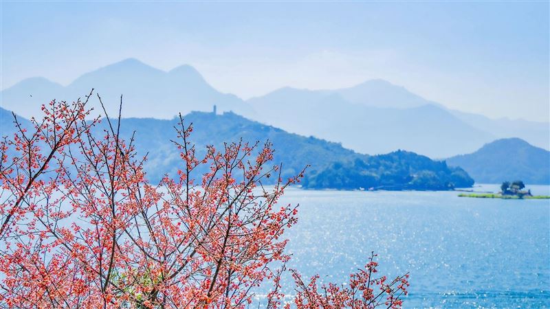 不只九族！日月潭「5賞櫻秘境」大公開